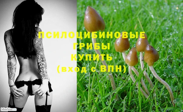 ПСИЛОЦИБИНОВЫЕ ГРИБЫ Костерёво